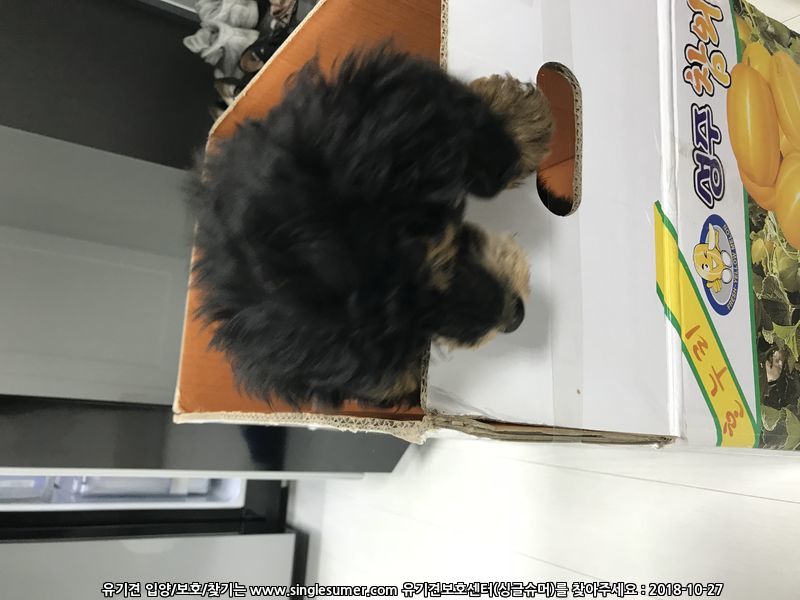 서울중곡역 검정색 새끼푸들 3번째 사진