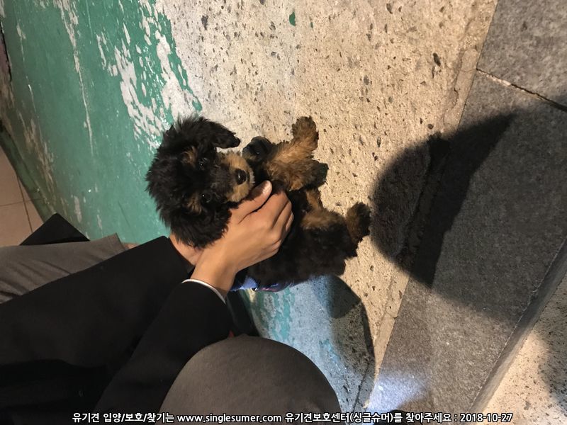 서울중곡역 검정색 새끼푸들 2번째 사진