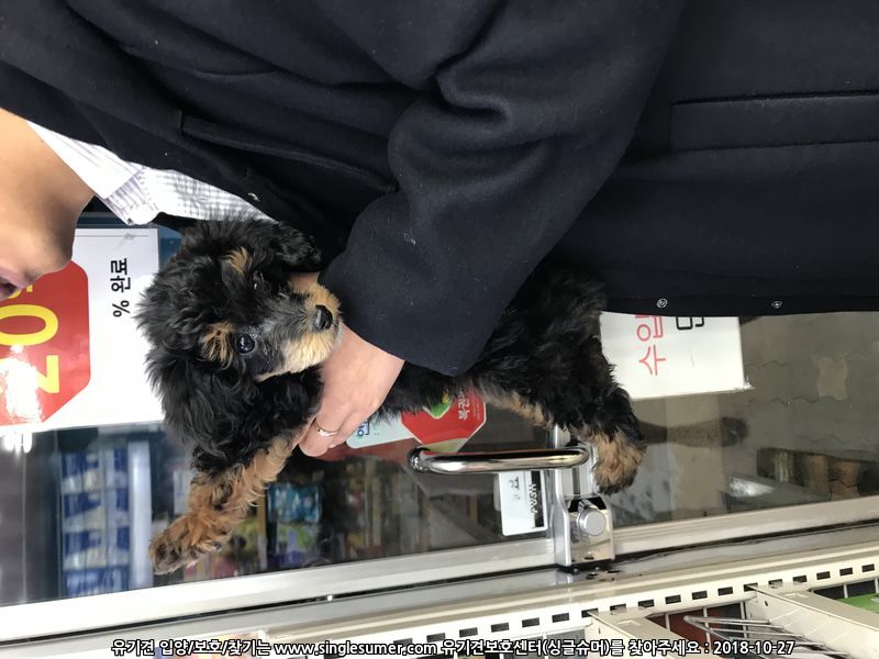서울중곡역 검정색 새끼푸들
