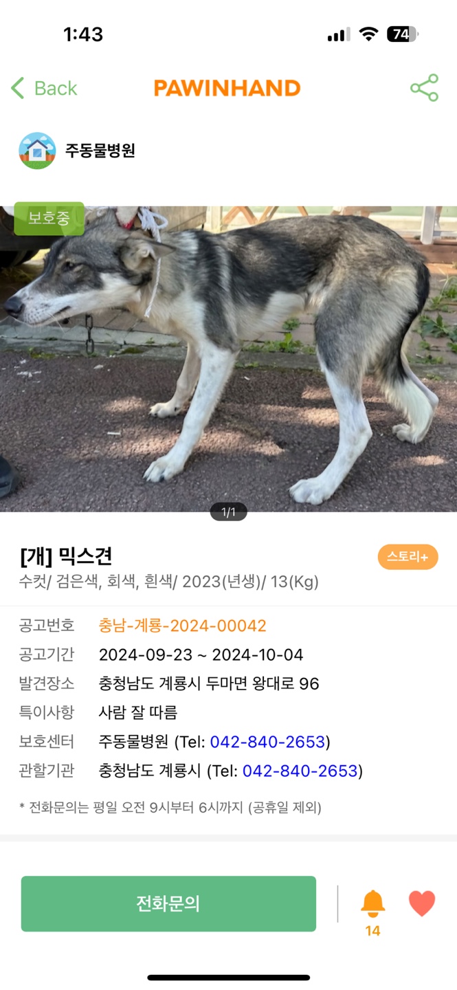 13kg 잘생긴 수컷 믹스견 임보중입니다 :) 중성화 예정 - 동물보호중 - 유기견보호센터 강아지보호소 고양이보호소