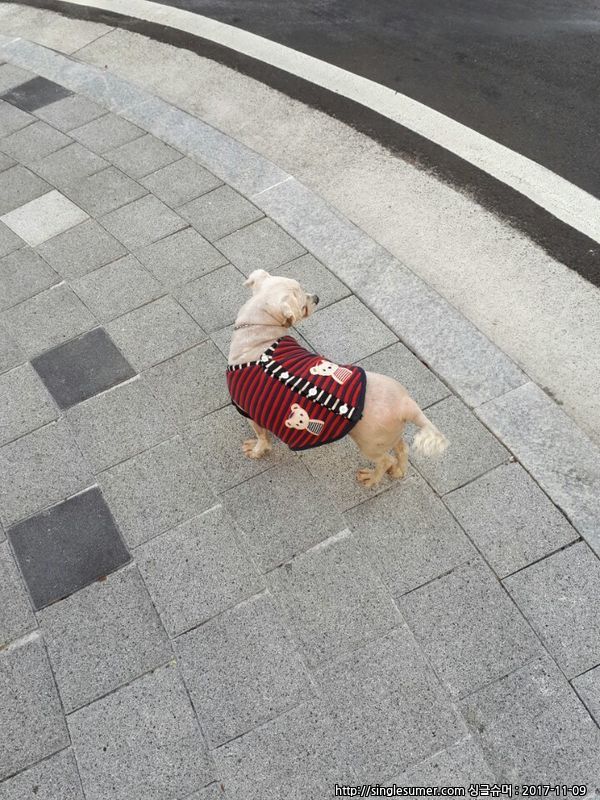 유기동물 발견 신고 | 강아지 고양이 구조 보호중 - 펫찾기 6번째 사진