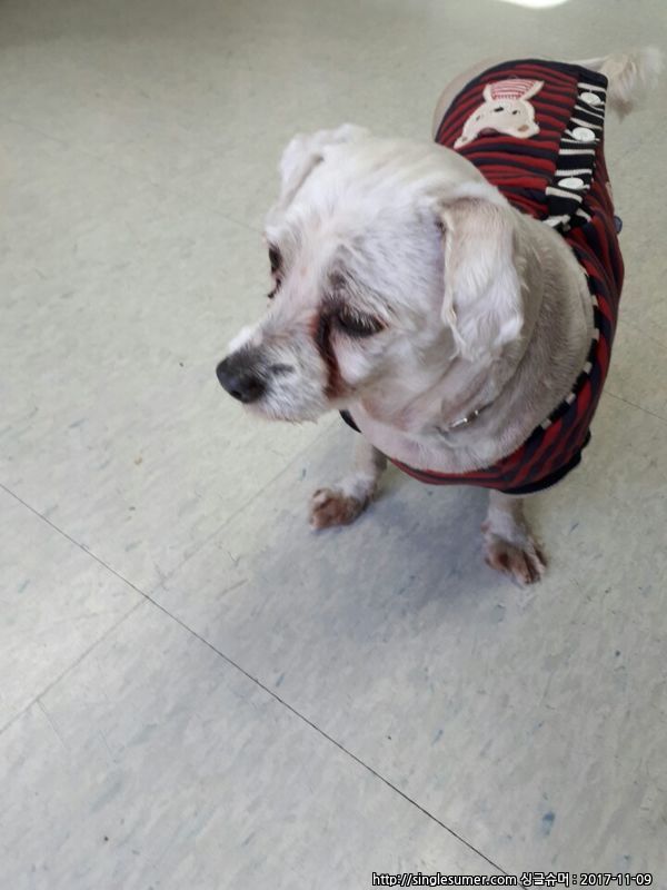 유기동물 발견 신고 | 강아지 고양이 구조 보호중 - 펫찾기 7번째 사진