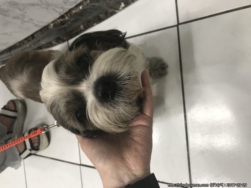 유기동물 발견 신고 | 강아지 고양이 구조 보호중 - 펫찾기 27번째 사진
