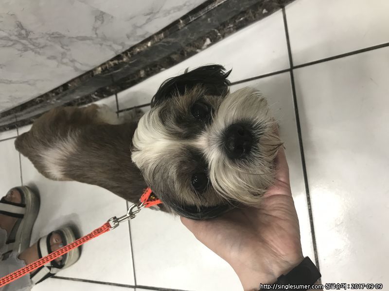 유기동물 발견 신고 | 강아지 고양이 구조 보호중 - 펫찾기 26번째 사진