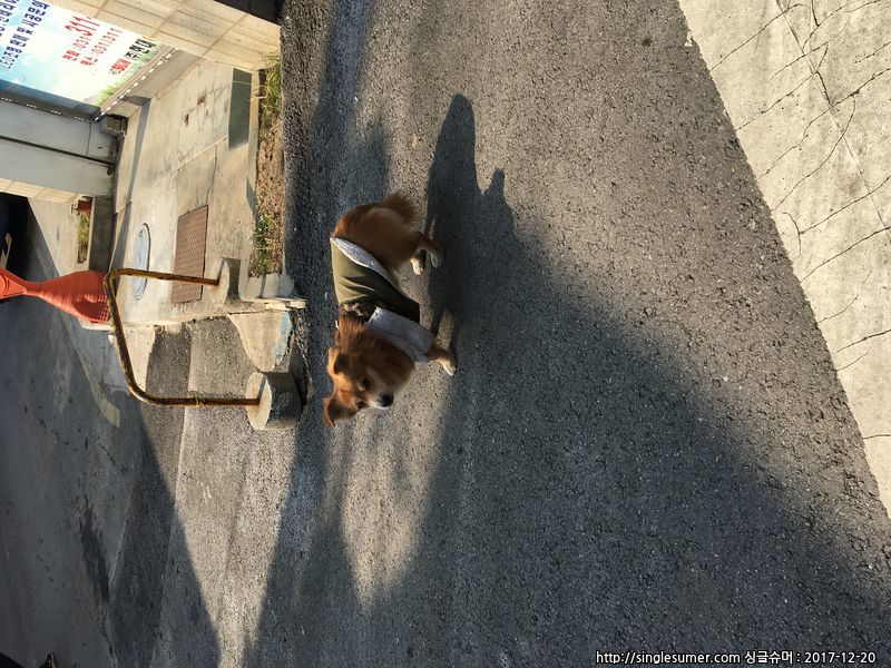 경기 시흥시 갈색털의 개에요!(사진첨부)