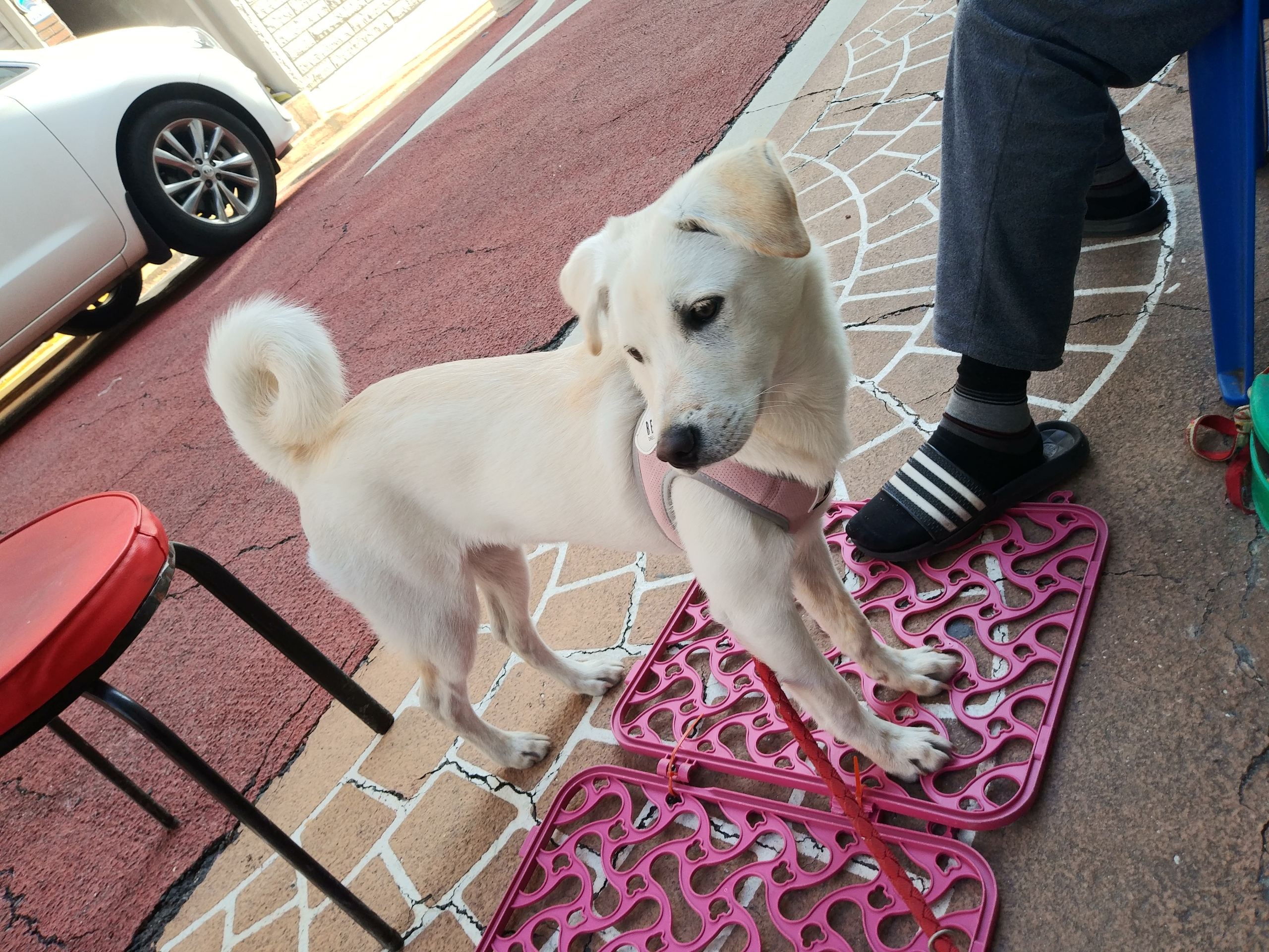 유기동물 발견 신고 | 강아지 고양이 구조 보호중 - 펫찾기 33번째 사진