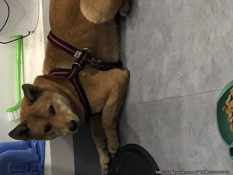 진돗개 보호중 2번째 사진