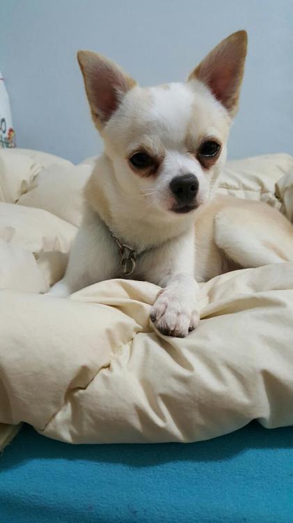 유기동물 발견 신고 | 강아지 고양이 구조 보호중 - 펫찾기 4번째 사진