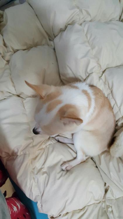 유기동물 발견 신고 | 강아지 고양이 구조 보호중 - 펫찾기 6번째 사진