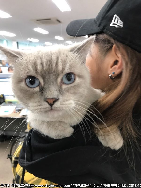 고양이보호중 서울 휘경동
