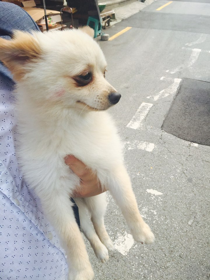 연산전화국 근처에서 길잃은 강아지 연제구청 맡겼어요