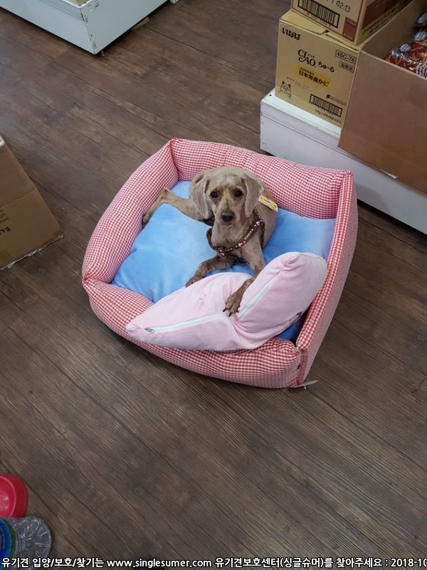 반려동물 개인 분양 | 강아지 고양이 소동물 책임 입양 - 펫찾기 2번째 사진