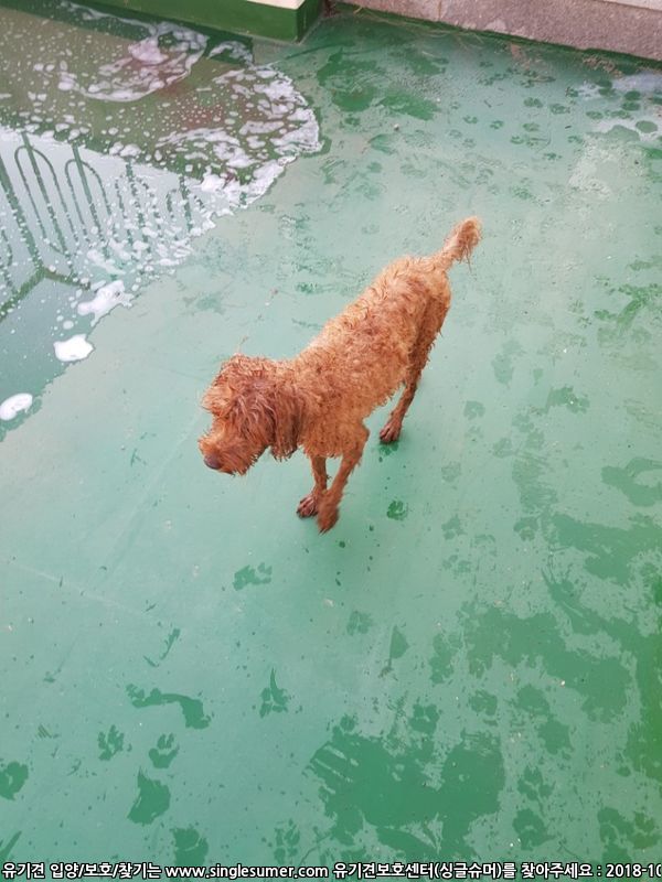 반려동물 개인 분양 | 강아지 고양이 소동물 책임 입양 - 펫찾기 3번째 사진