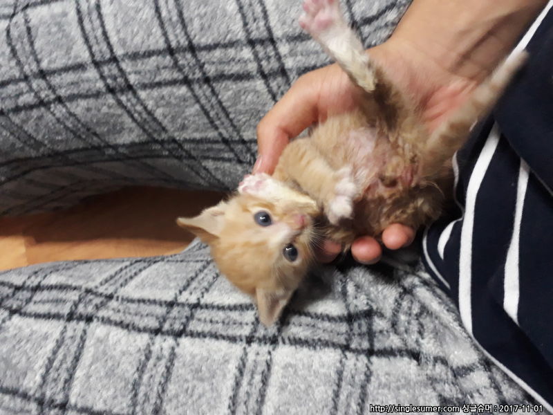 20171030_194829.jpg : 고양이 분양합니다(급해요 제발..ㅜㅜ)