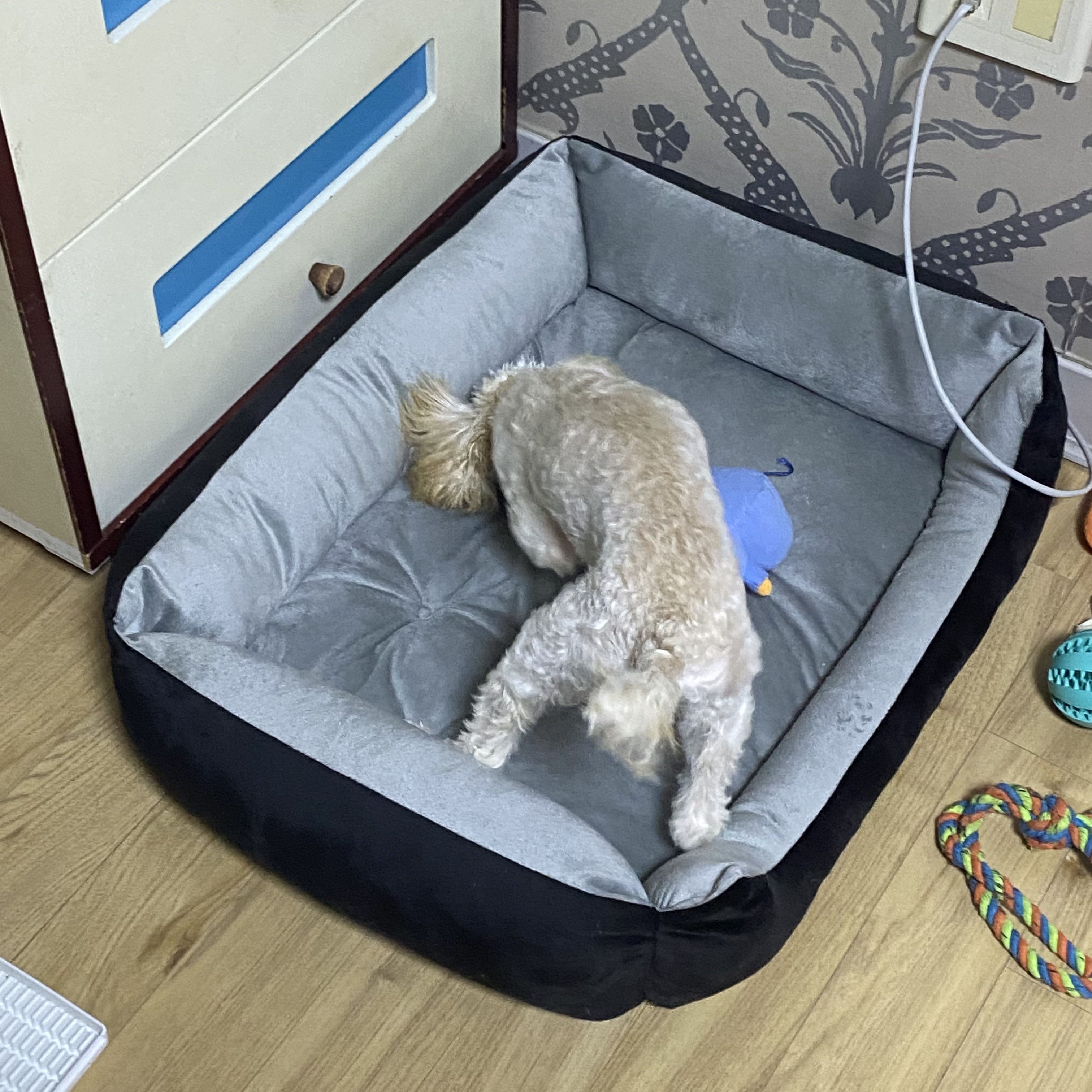 토이푸들 분양합니다 4번째 사진