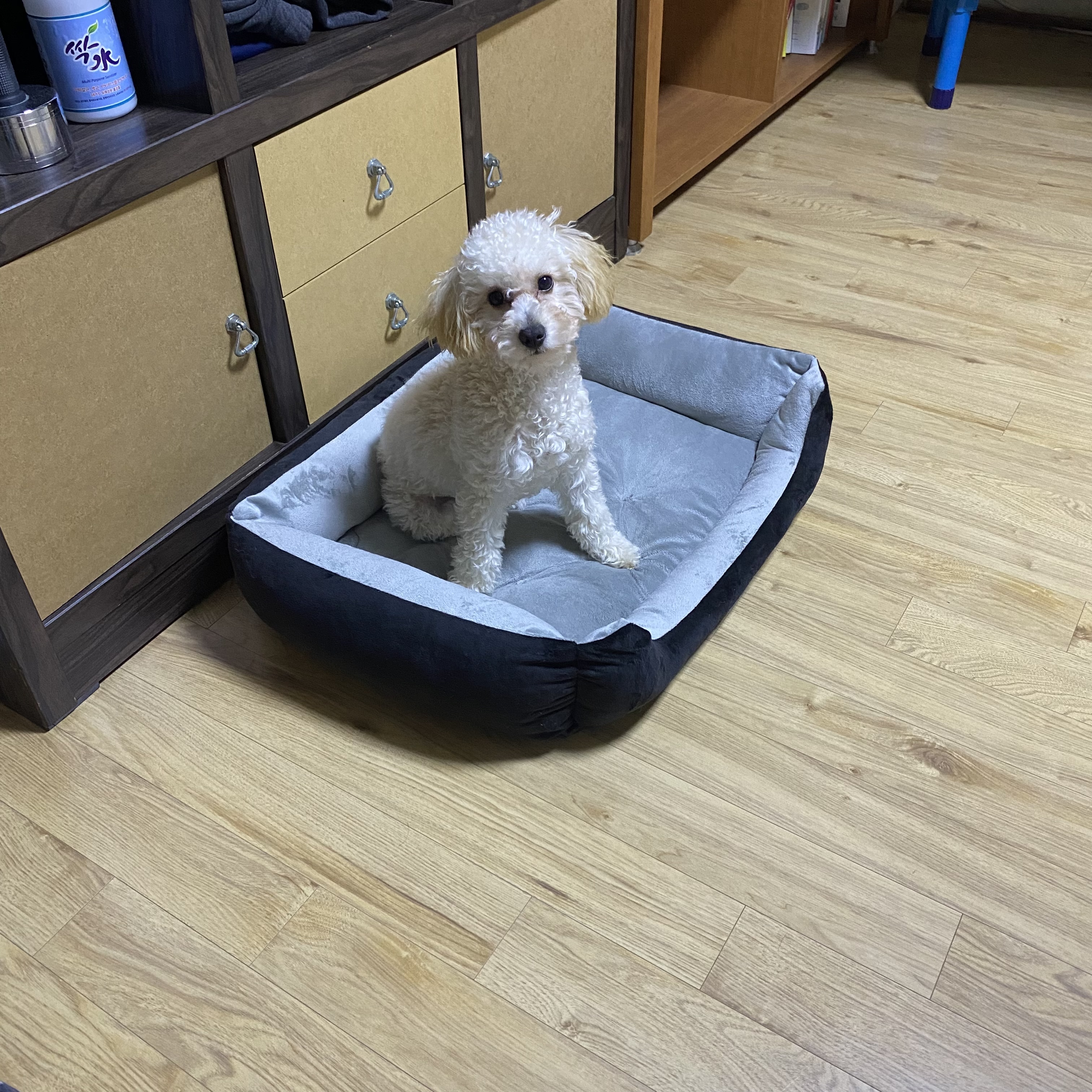 토이푸들 분양합니다