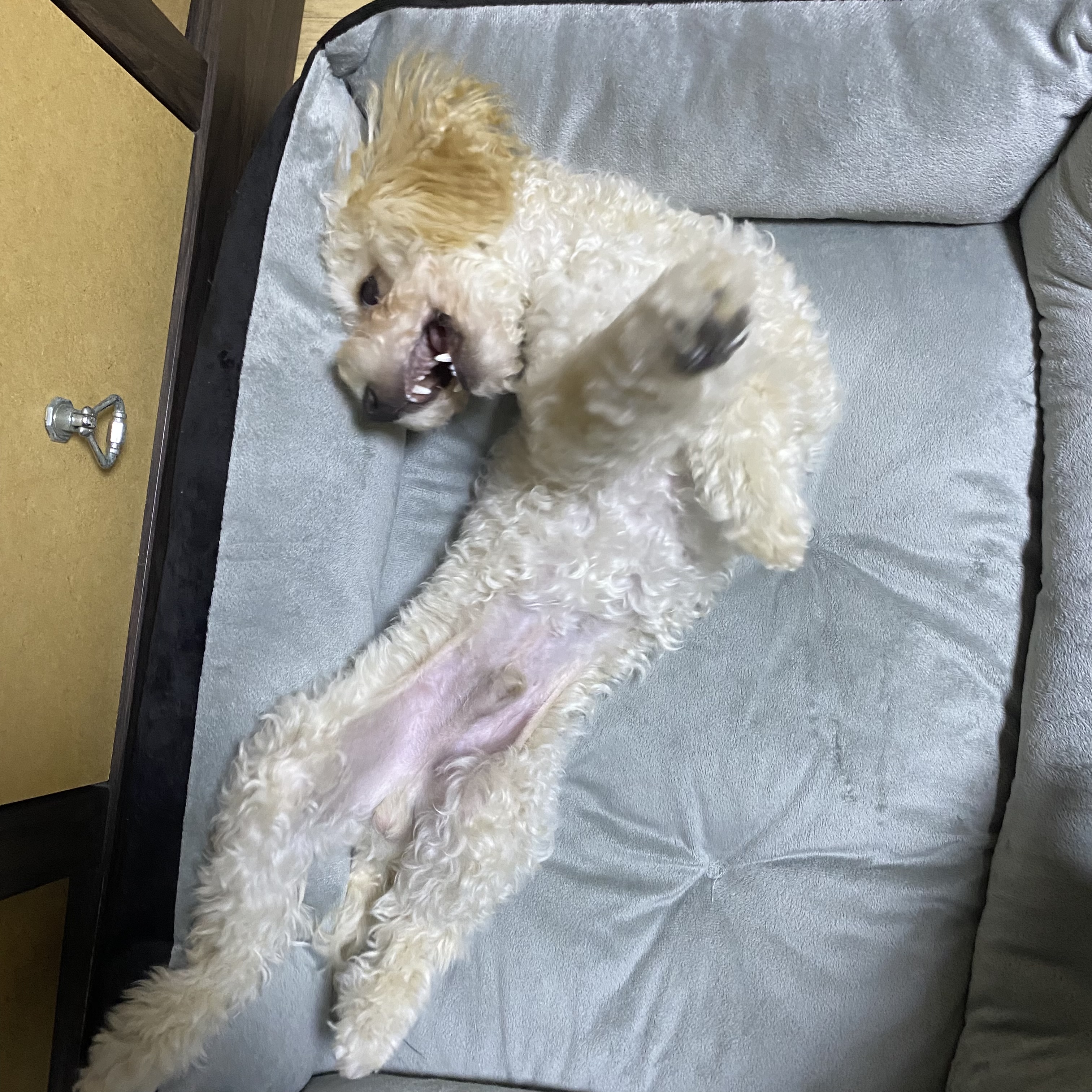 토이푸들 분양합니다 6번째 사진