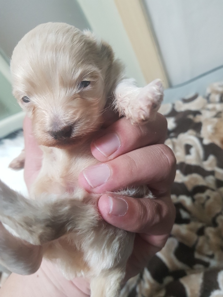 경기) 크림 말티푸 2개월 남아 가정분양합니다. 2번째 사진