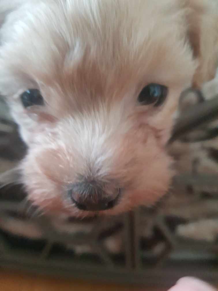 경기) 크림 말티푸 2개월 남아 가정분양합니다. 3번째 사진