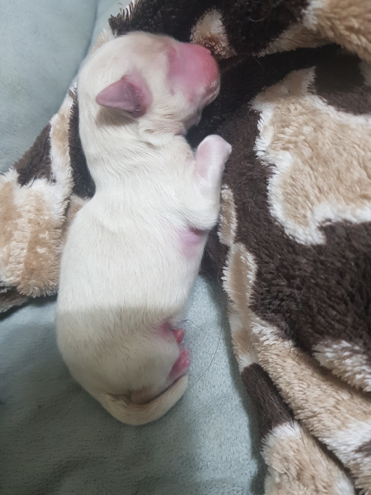 경기) 크림 말티푸 2개월 남아 가정분양합니다.