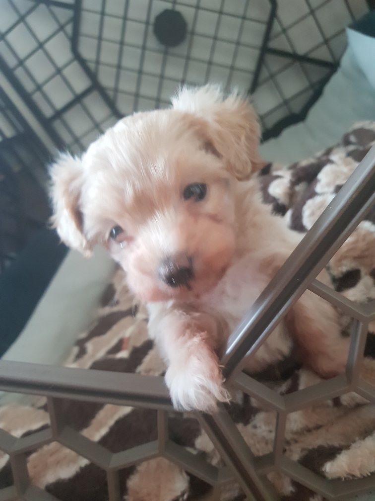 경기) 크림 말티푸 2개월 남아 가정분양합니다. 6번째 사진