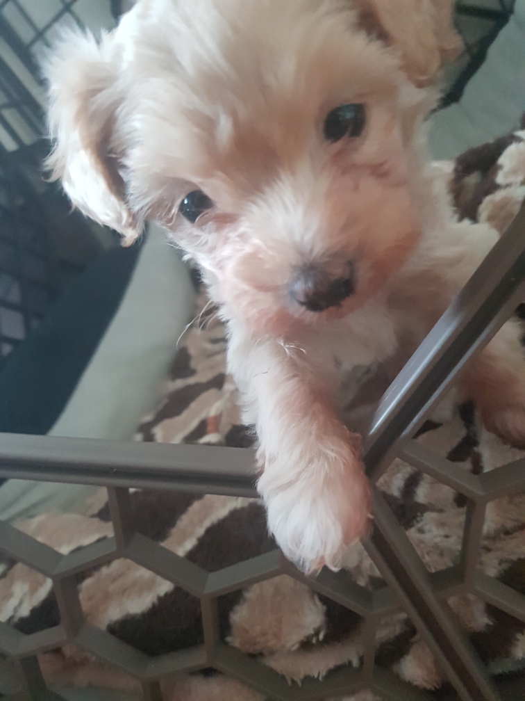 경기) 크림 말티푸 2개월 남아 가정분양합니다. 5번째 사진