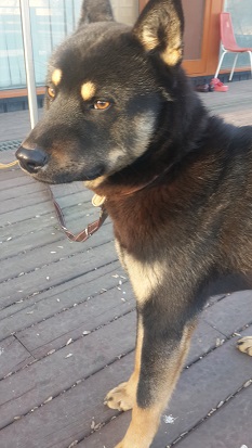 진돗개 블랙탄 네눈박이 - 개인분양 게시판 - 유기견 보호 센터 - 이미지 3