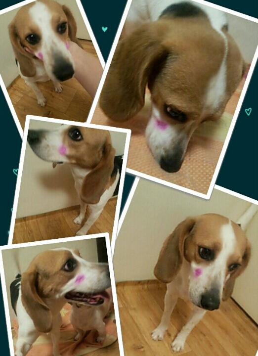 반려동물 개인 분양 | 강아지 고양이 소동물 책임 입양 - 펫찾기