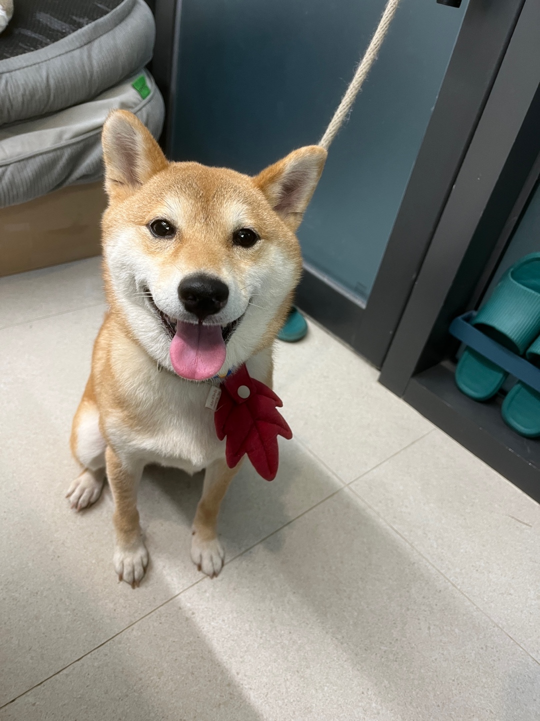 반려동물 개인 분양 | 강아지 고양이 소동물 책임 입양 - 펫찾기 33번째 사진