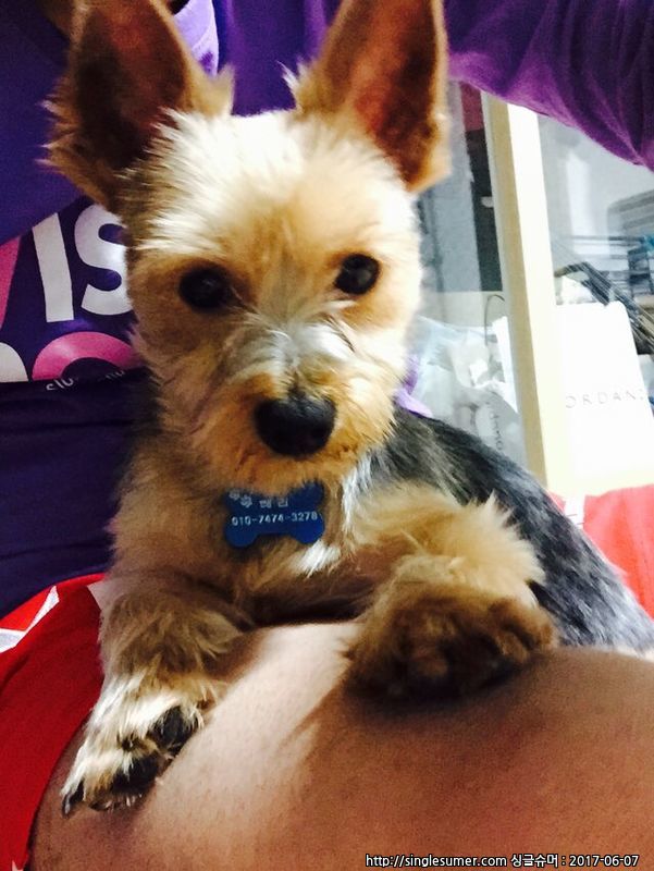 요크셔테리어 분양합니다.(전북, 전주, 군산, 익산)