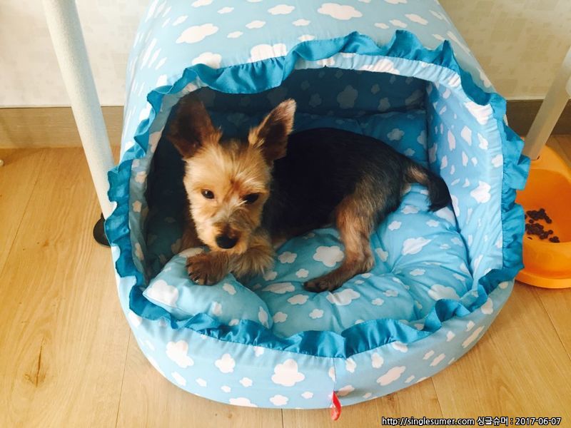 요크셔테리어 분양합니다.(전북, 전주, 군산, 익산) 2번째 사진