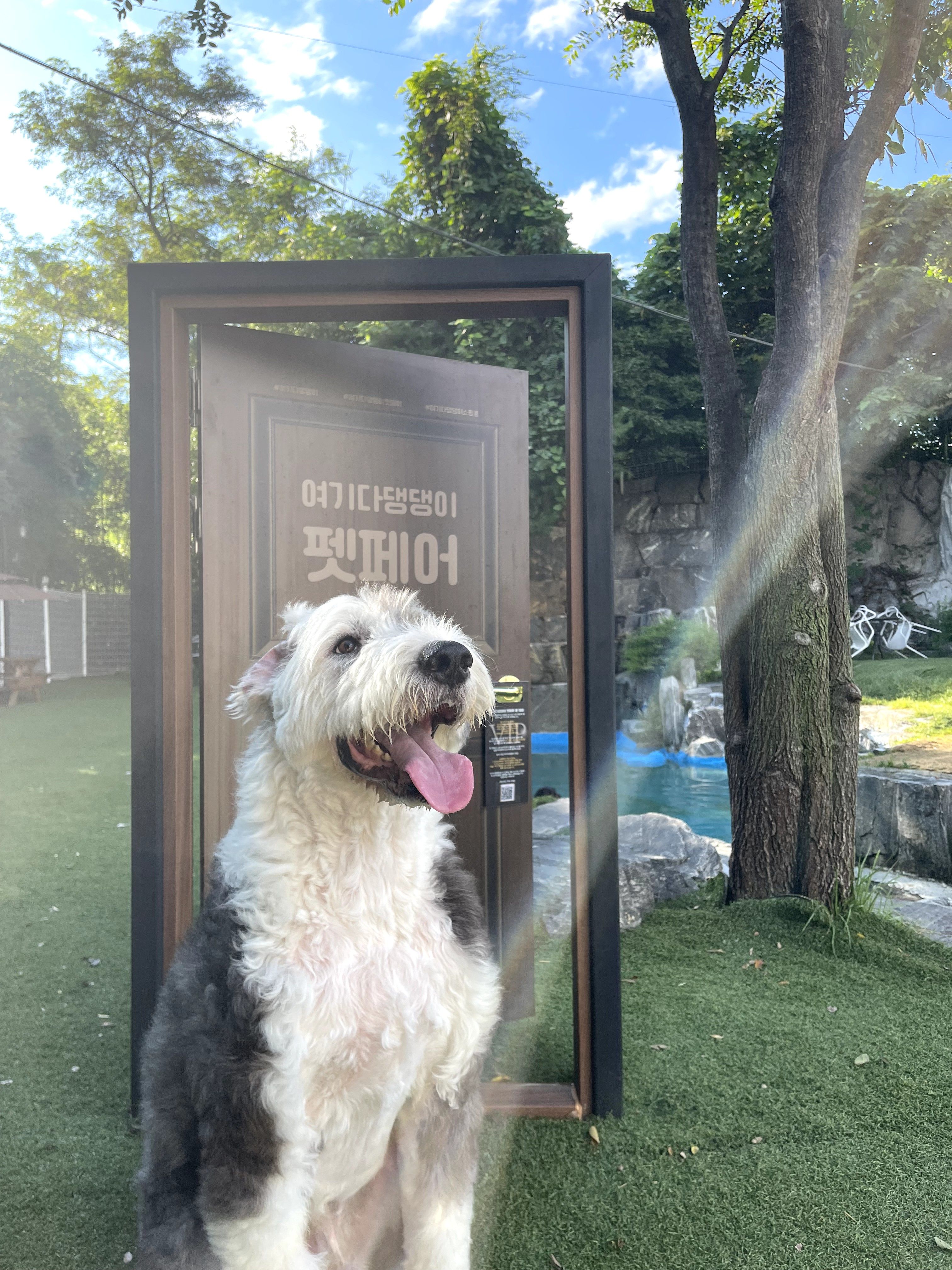 9살 잉글리시 쉽독 입양보내요 3번째 사진