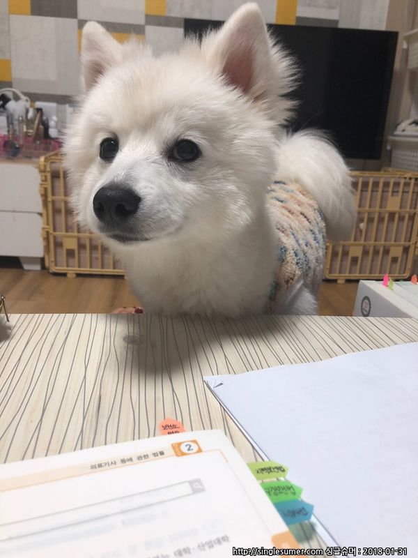 반려동물 개인 분양 | 강아지 고양이 소동물 책임 입양 - 펫찾기 8번째 사진