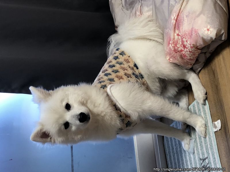 반려동물 개인 분양 | 강아지 고양이 소동물 책임 입양 - 펫찾기 7번째 사진