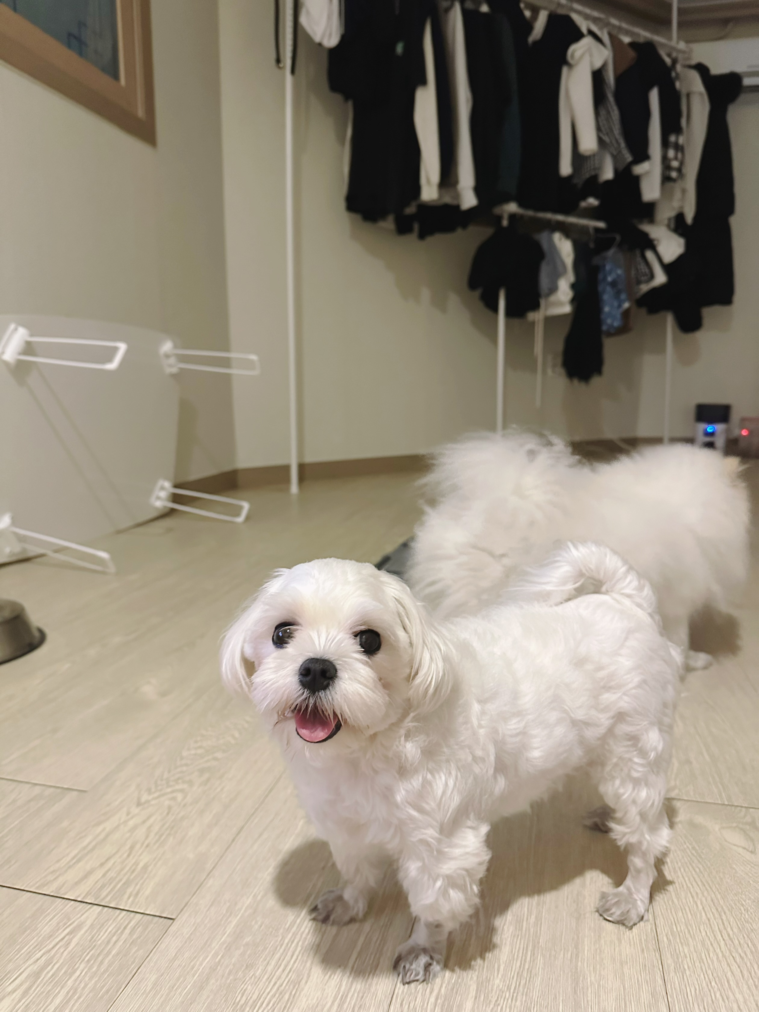 두마리같이 분양보내요 3번째 사진