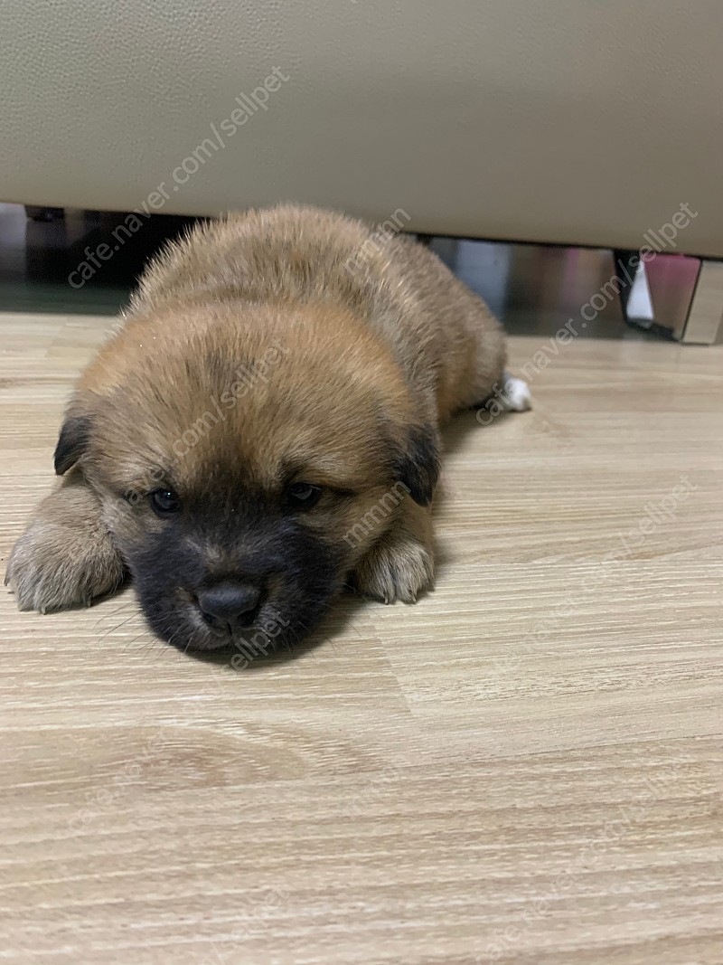 진돗개믹스 애기들 책임분양합니다 5번째 사진