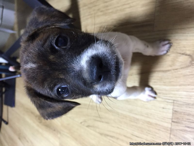 반려동물 개인 분양 | 강아지 고양이 소동물 책임 입양 - 펫찾기 5번째 사진