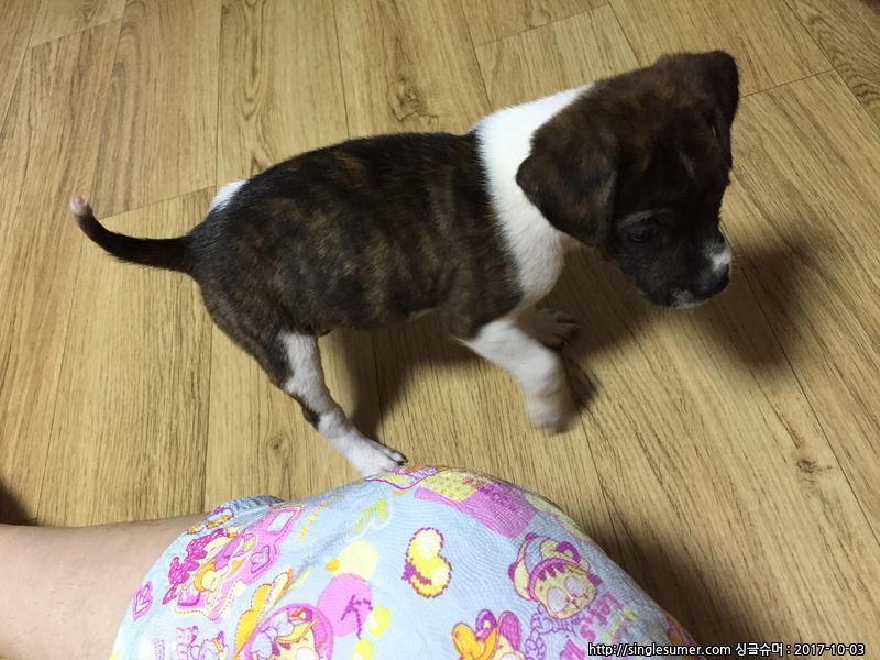 반려동물 개인 분양 | 강아지 고양이 소동물 책임 입양 - 펫찾기 4번째 사진