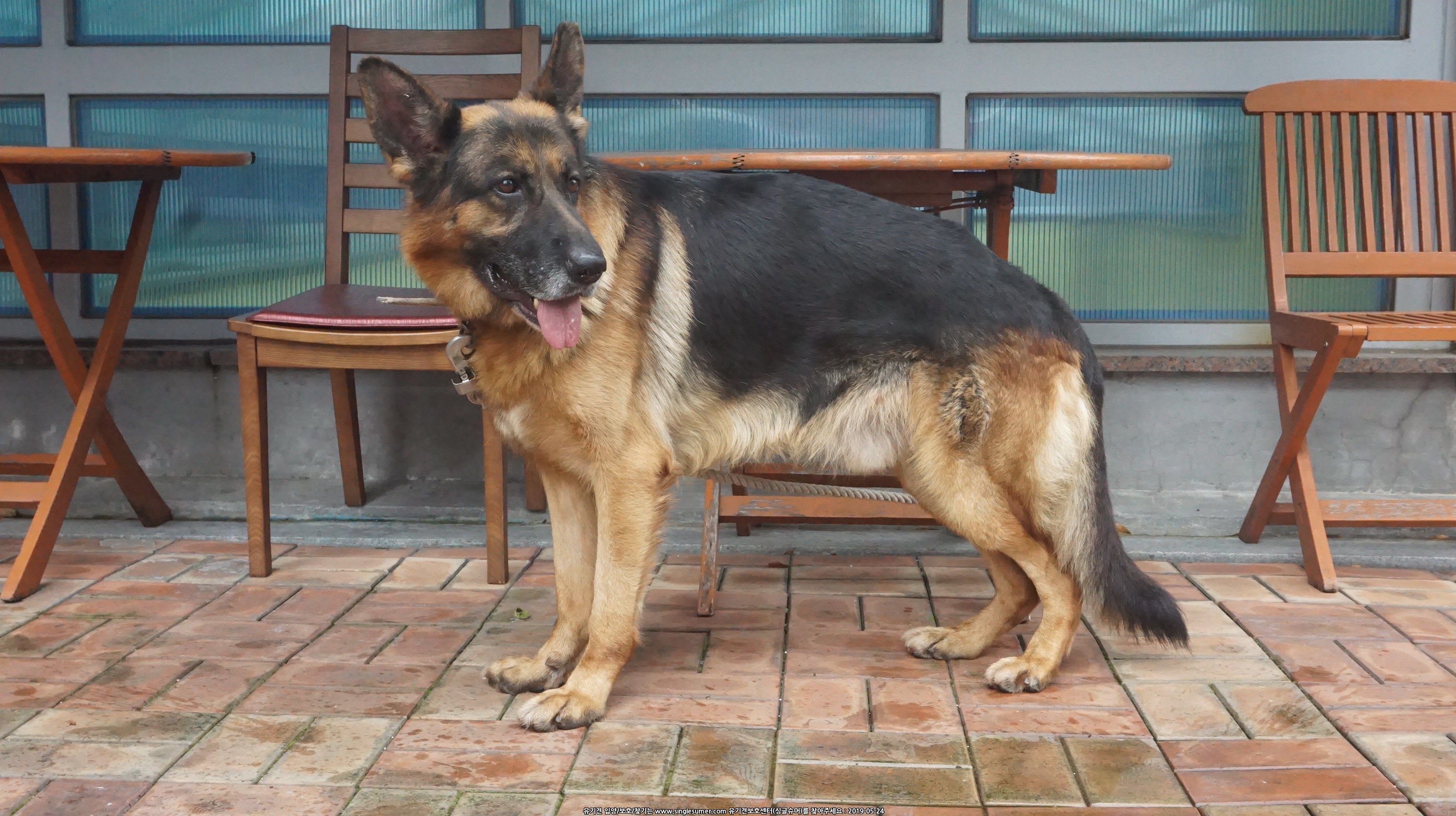 셰퍼트 무료분양합니다.