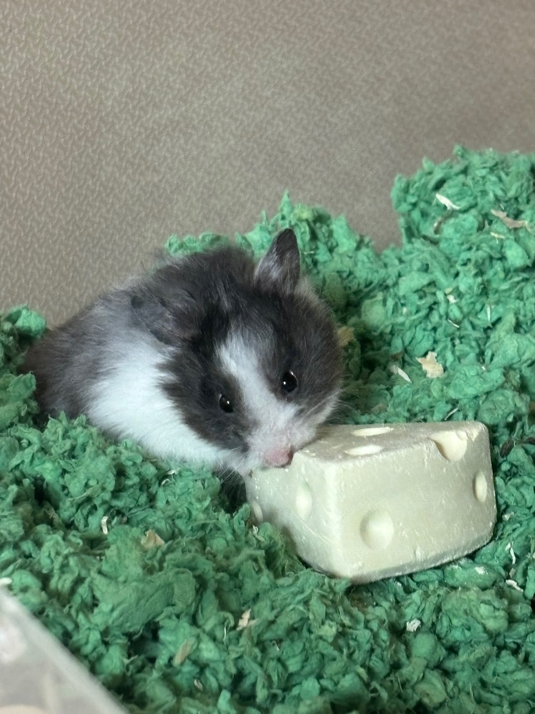 골든햄스터 1살 남아 분양보냅니다 4번째 사진