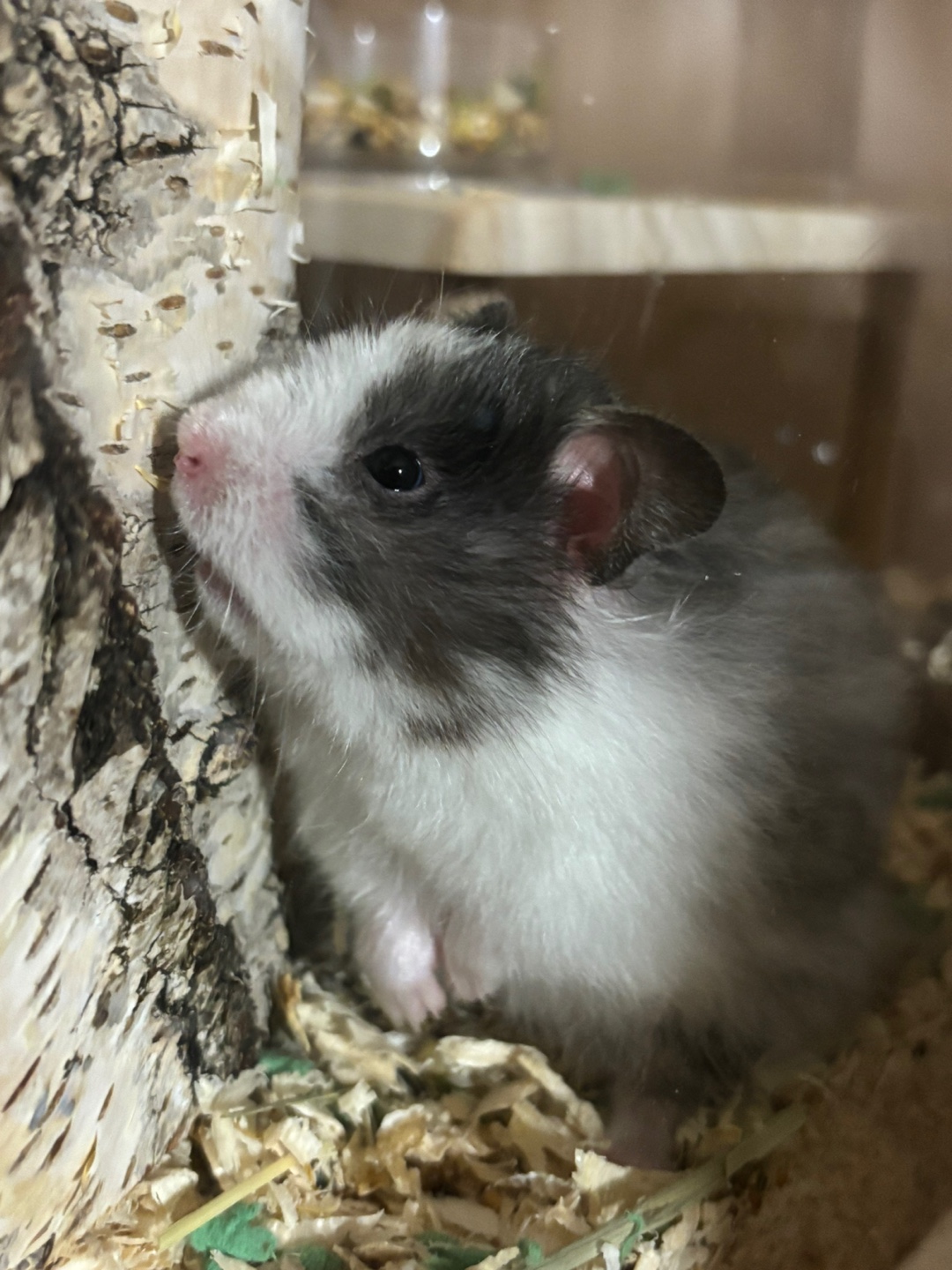 골든햄스터 1살 남아 분양보냅니다 2번째 사진