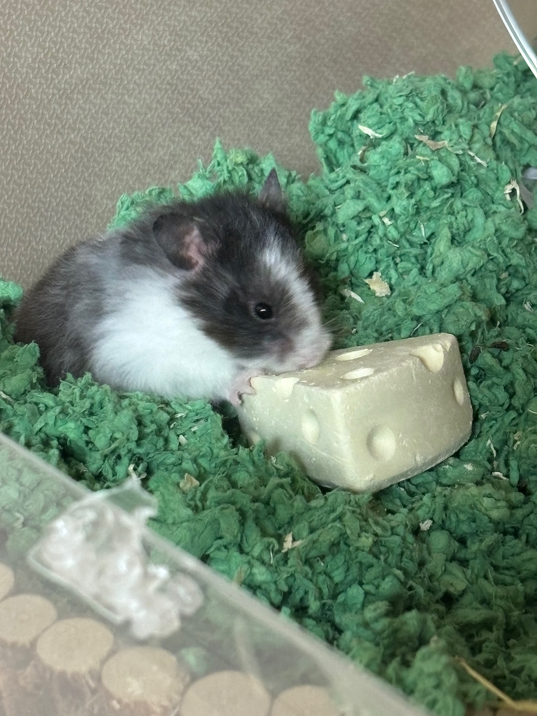 골든햄스터 1살 남아 분양보냅니다 3번째 사진