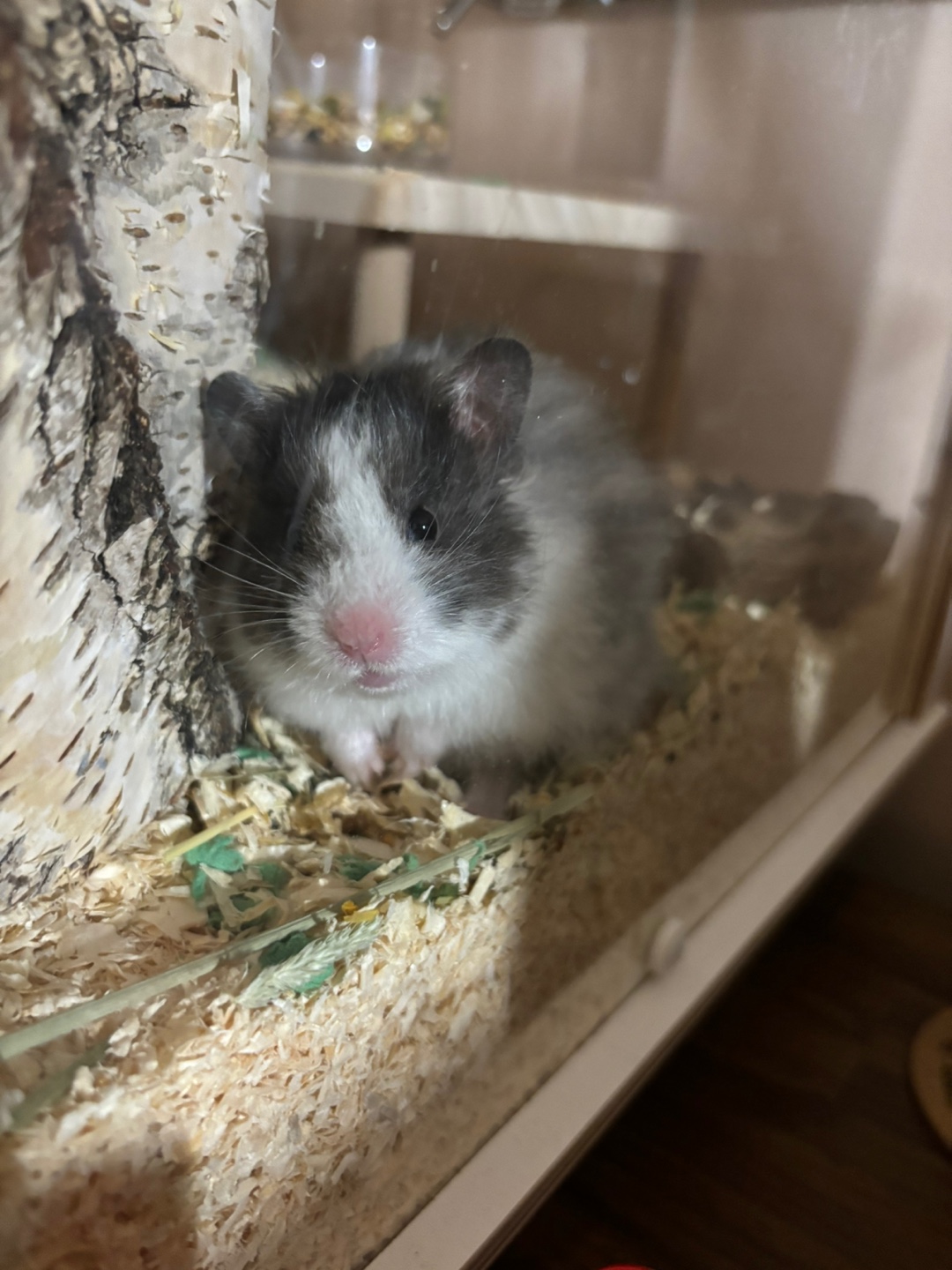 골든햄스터 1살 남아 분양보냅니다