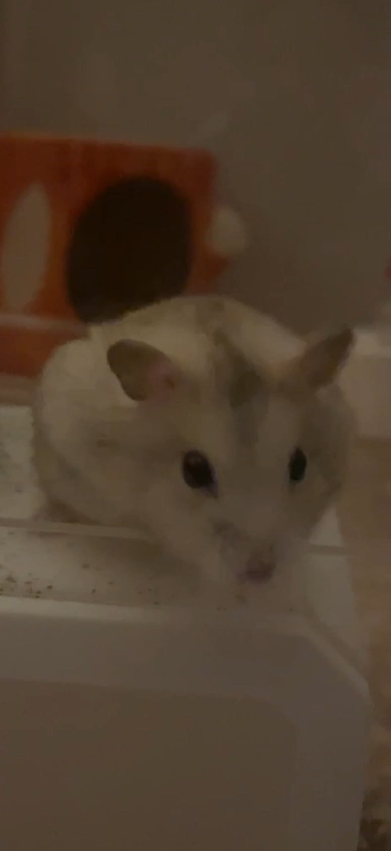 18개월 드워프 햄스터 분양 2번째 사진