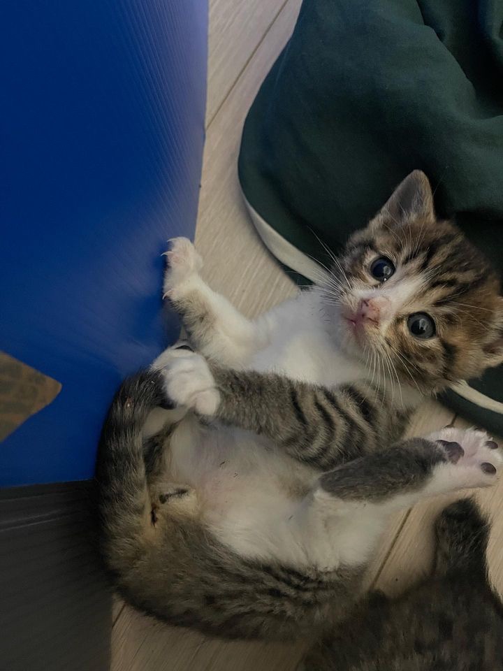 부산 새끼 고양이 분양합니다 2번째 사진