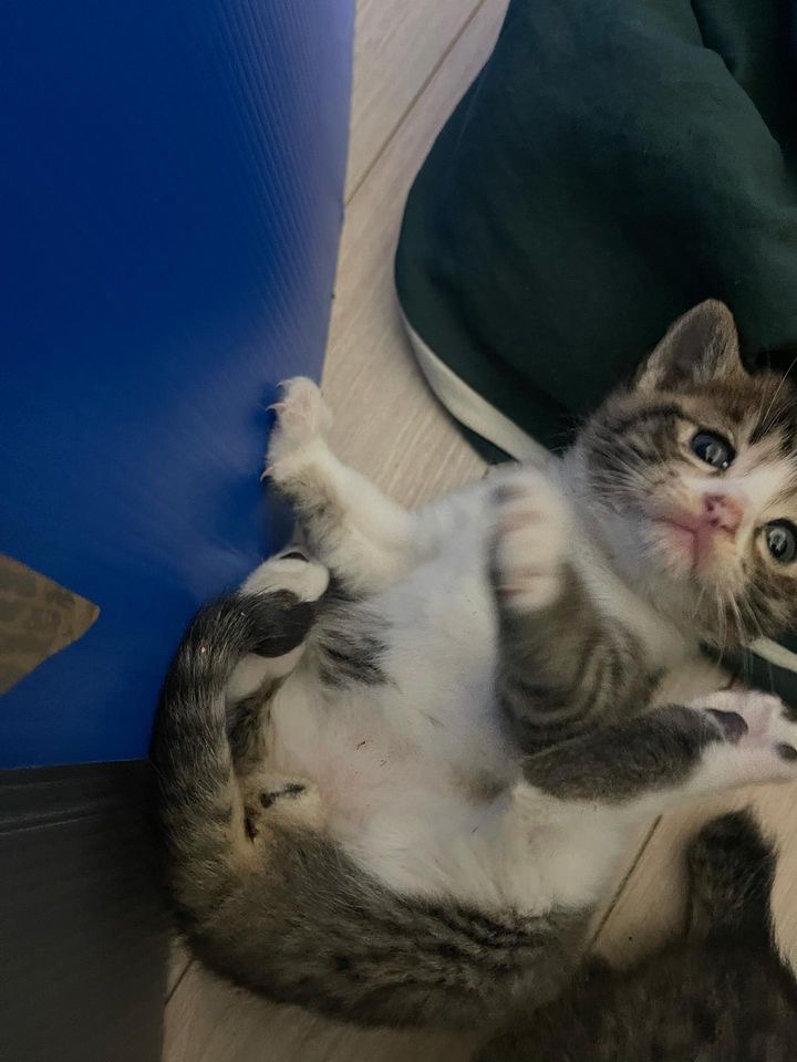 부산 새끼 고양이 분양합니다 3번째 사진