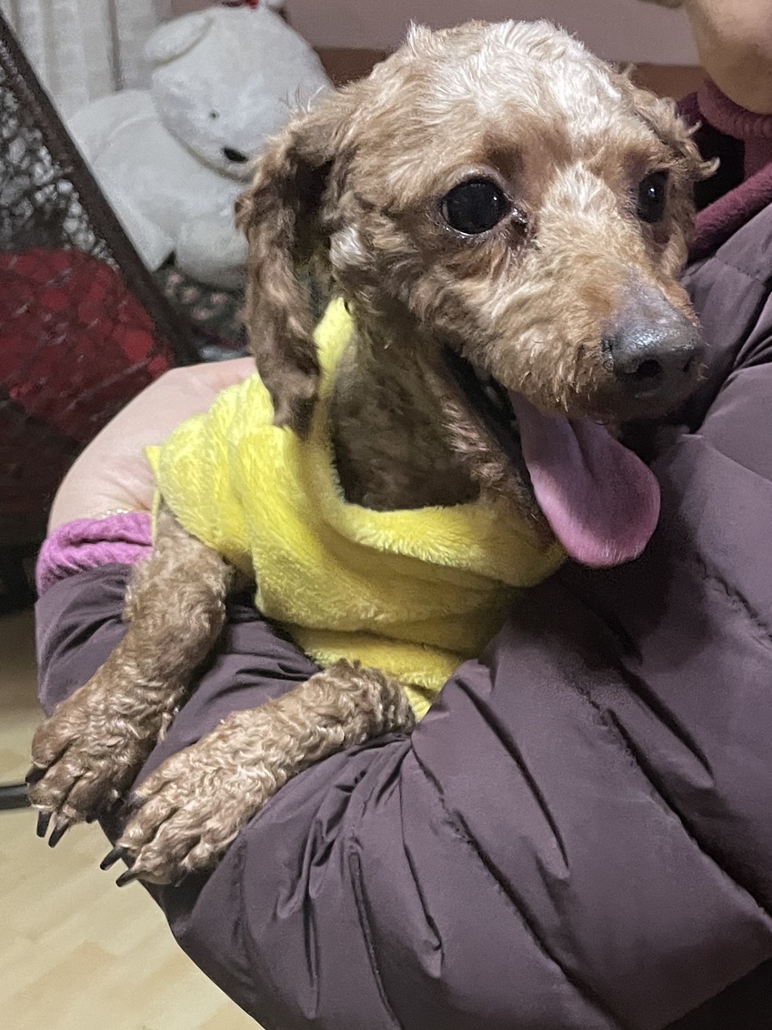 예쁜 유기견 푸들 남자아이 입양보내요