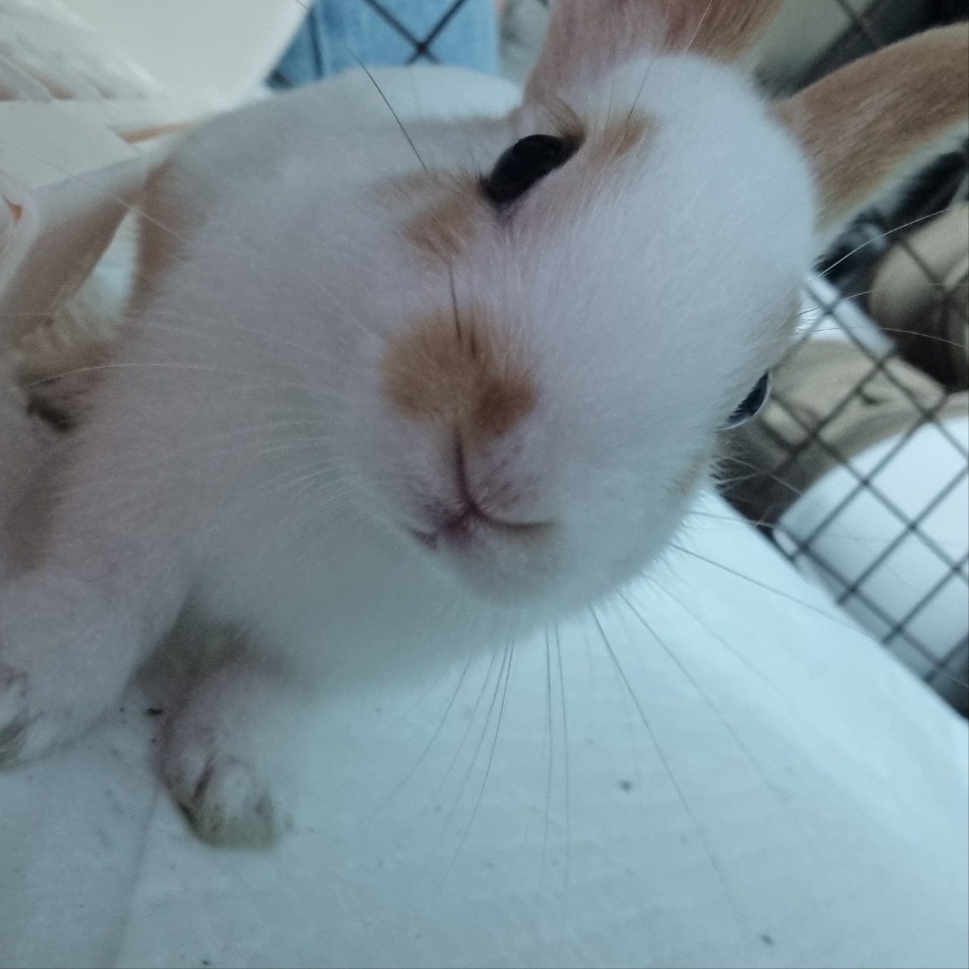 토끼 분양합니다