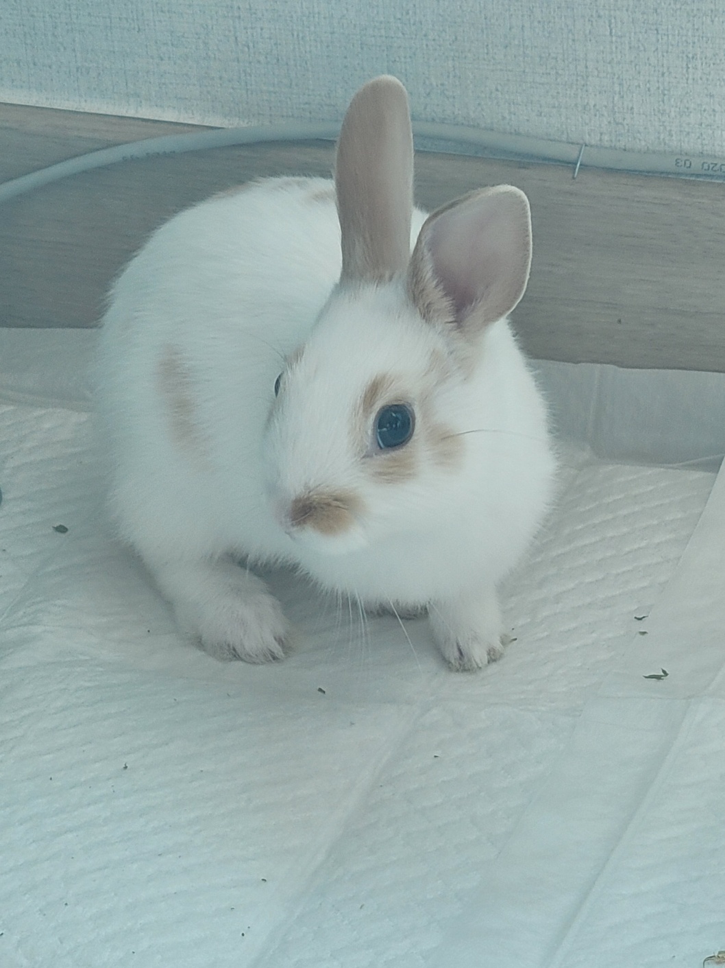 토끼 분양합니다 2번째 사진