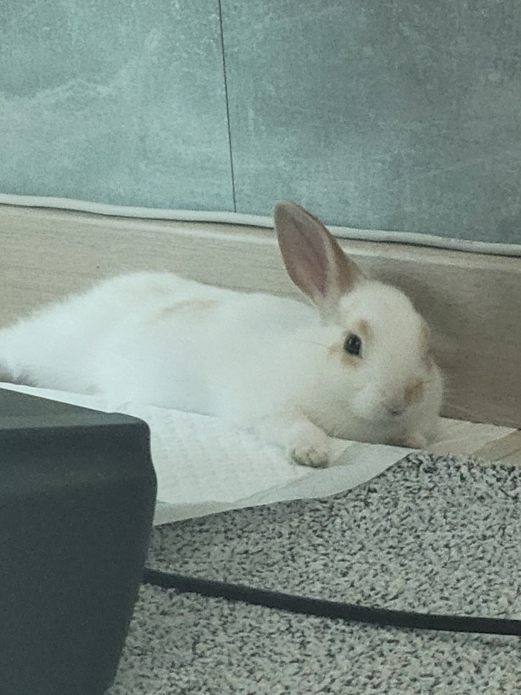 토끼 분양합니다 3번째 사진